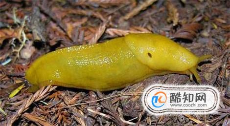 鼻涕虫怎么彻底消灭