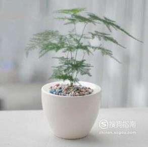 家庭花卉盆栽文竹的养护方法