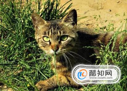 宠物：怎样把家猫野化变身成为野猫