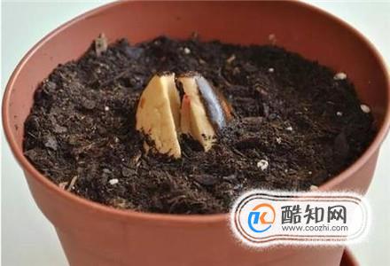 怎么使用草木灰养花