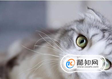 宠物猫如何托运