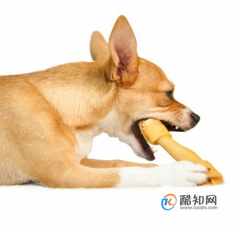狗狗吃骨头卡住了怎么办