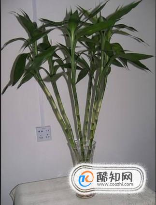 富贵竹长太高了怎么办