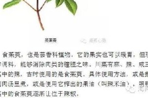 吴茱萸，一味可以当辅药的神奇中药，具体有什么功效呢