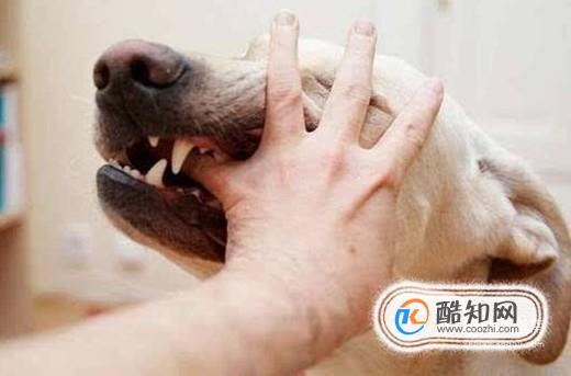 外出如何防止被狗咬伤？远离恶犬谨防被撕咬！