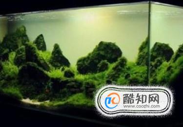 水族鱼缸草缸为什么要换水？如何换水？