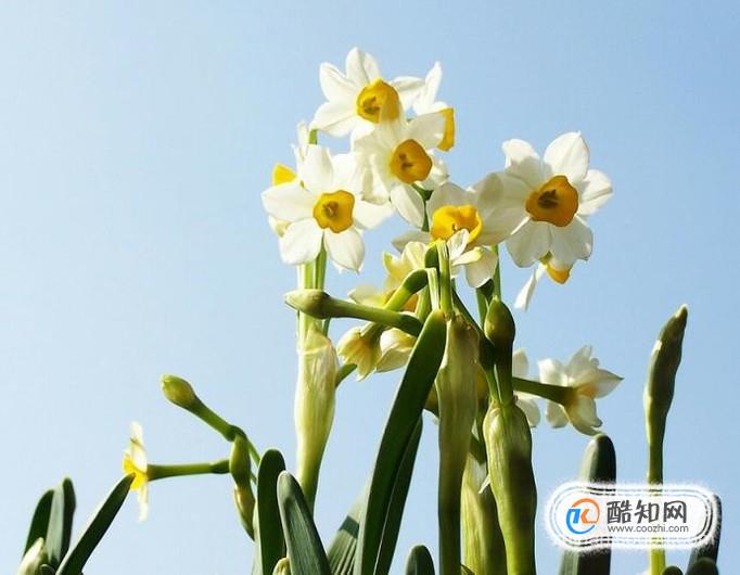 水仙是如何使人中毒的