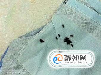 家中有老鼠的几个迹象