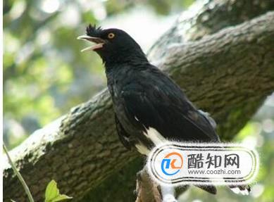 八哥怎么养（怎么养八哥）
