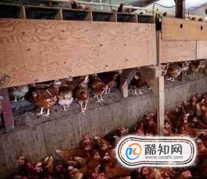 日本鸡场鸡粪发电是怎么回事