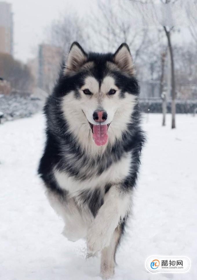 挑选阿拉斯加雪橇犬的标准有哪些