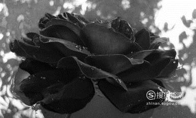 黑玫瑰花语是什么