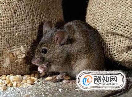 如何防止老鼠进入到家里