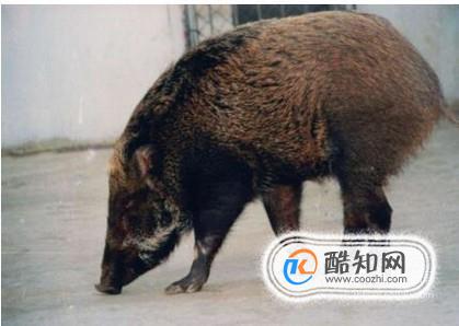 野外遇到野猪如何自救？