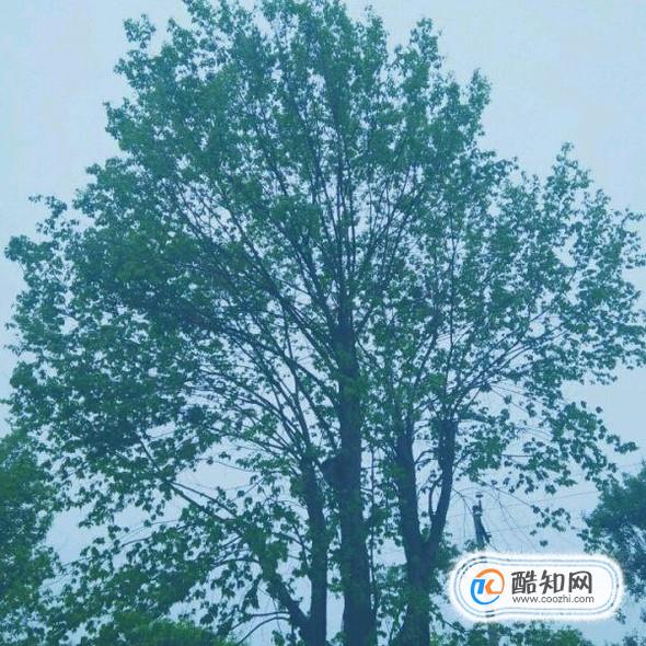护眼桌面壁纸的效果和护眼方法