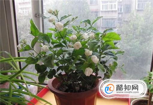 茉莉花怎么养 怎么养好茉莉花