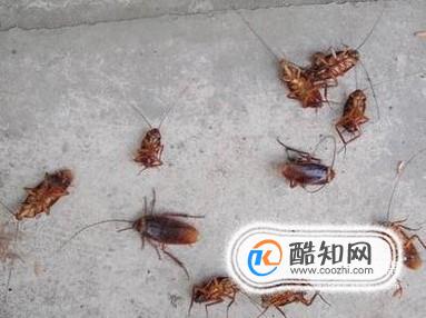 蟑螂总是灭不完 其实是因为家里有这个