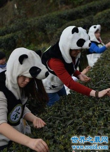 世界上最贵的茶叶 熊猫茶 你知道多少钱一斤吗