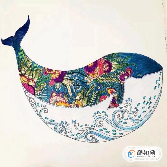 鲸鱼有哪些分类