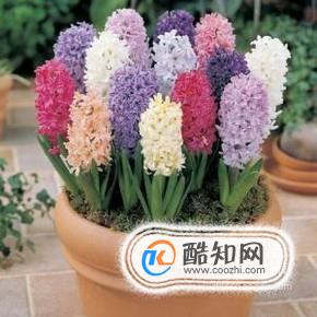 风信子怎么土养