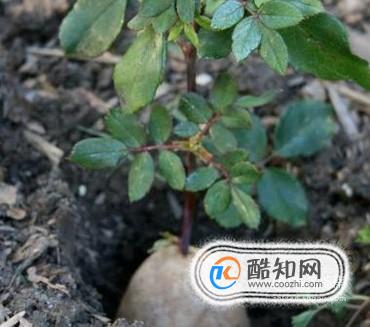 在土豆上扦插月季要注意什么？