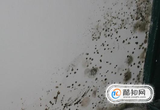 夏季墙壁返潮发霉如何处理？如何预防墙壁发霉？