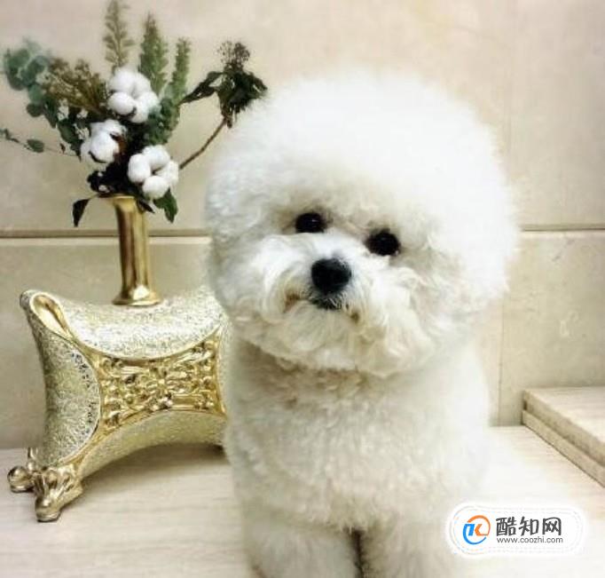 比熊犬吃什么？