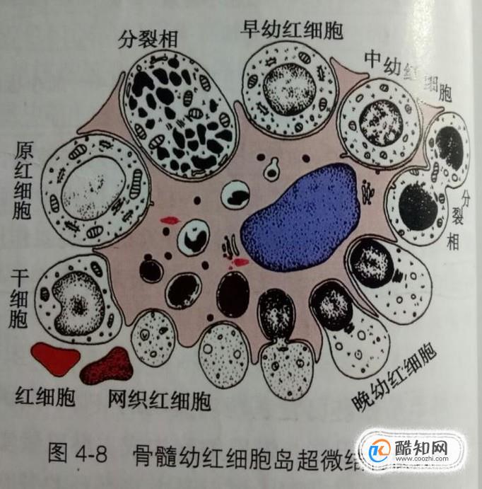 造血干细胞和肿瘤有什么关系