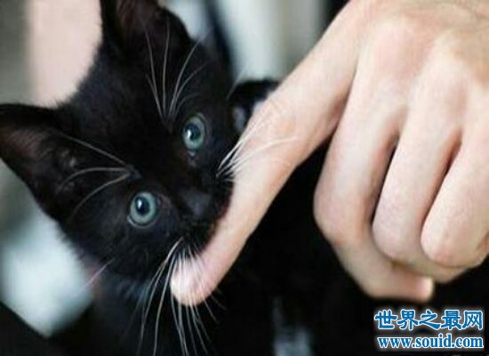 如果做梦梦见猫咬我 那么就意味着近期会诸事不顺 要小心行事