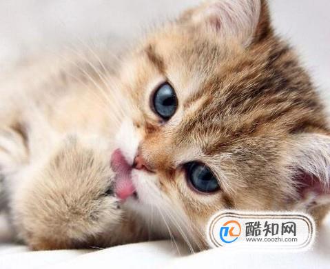 养猫有什么好处与坏处？养猫应该注意什么