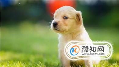 狗狗是怎么认定主人的