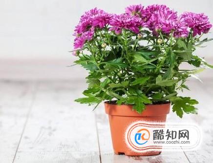 如何给花朵施肥？