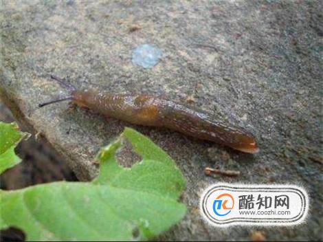 厨房里有鼻涕虫怎么办