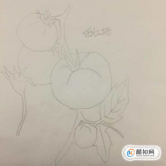 色彩单体训练——西红柿的画法