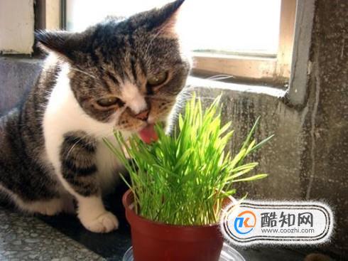 猫咪拉肚腹泻怎么办？