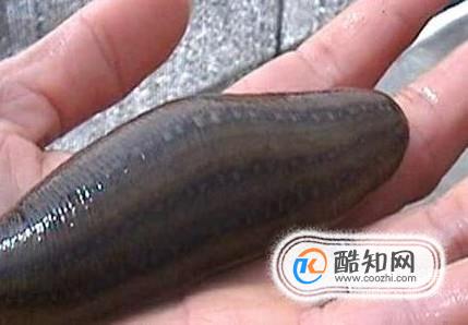 如何抓更多水蛭？