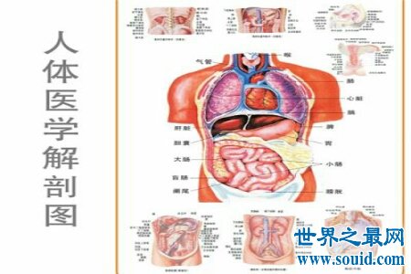 人体对于一些人来说是很神秘的 大家了不了解人体构造图呢