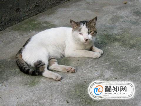 小猫饮食禁忌指南