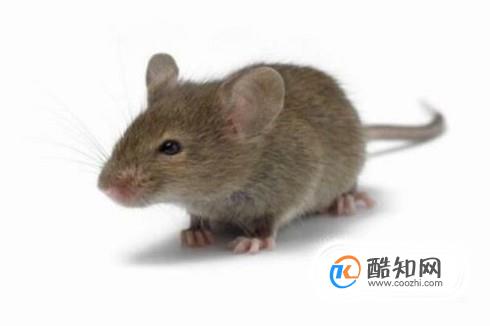 房间有老鼠，要如何抓老鼠