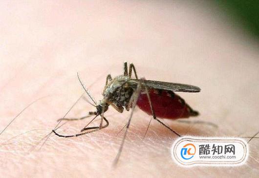 蚊虫叮咬如何防止感染其他疾病？如何快速消肿？