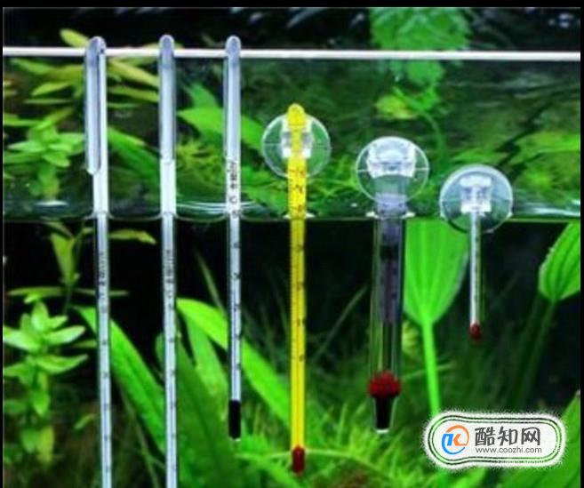 新买来的孔雀鱼怎么养