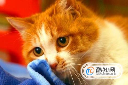 猫咪上火怎么办