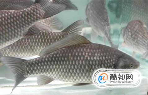 春季怎么钓鲫鱼