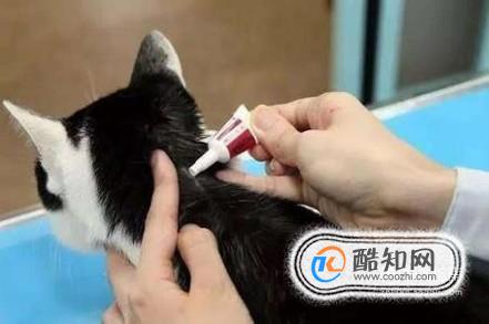 猫咪体外驱虫多久一次？猫咪驱虫注意事项