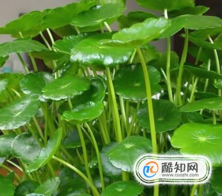 镜面草的养殖（水培）方法