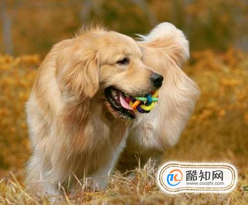 金毛犬什么时候发情