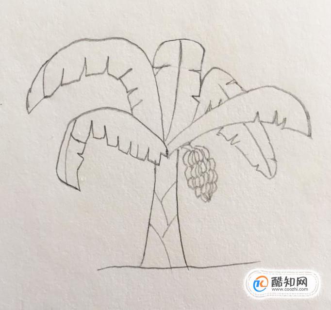 香蕉树简笔画步骤