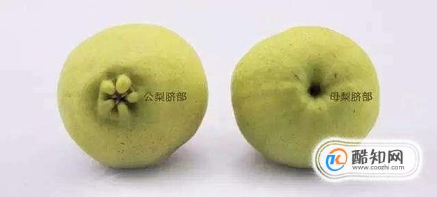 库尔勒香梨有公母之分您知道吗？