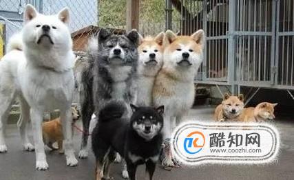 秋田犬和柴犬的区别