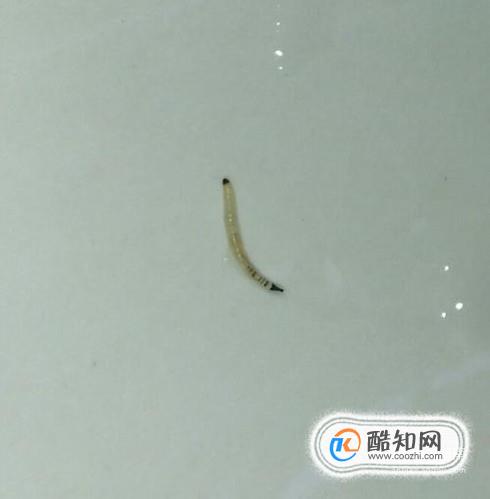 蛾蚋幼虫进入人体怎么办